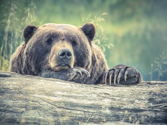 Камчатские браконьеры разобрали трупы  медведей на сувениры