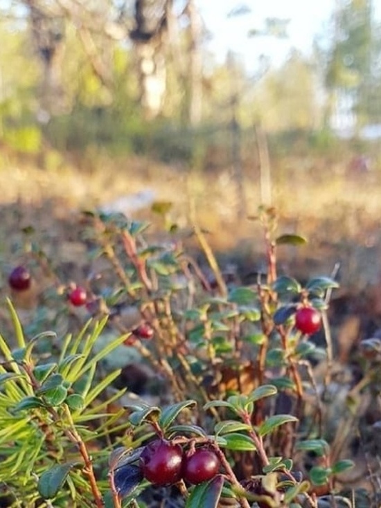 Северяне обнаружили первые ягоды в тундре Ямала