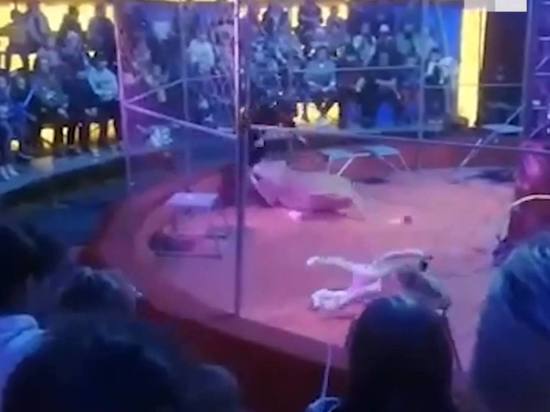 Львица напала на дрессировщика во время представления под Новосибирском