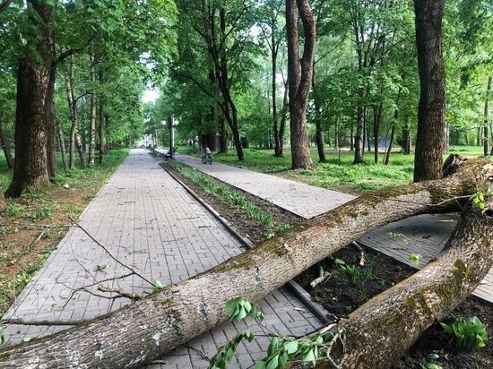 В Тверской области шквальный ветер повалил деревья на детскую площадку