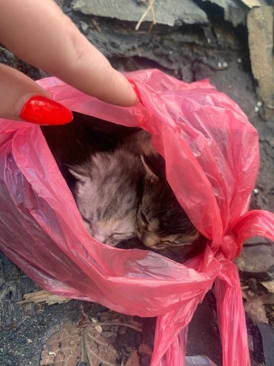 В Смоленске пожилой мужчина выкинул котят в плотно завязанном пакете