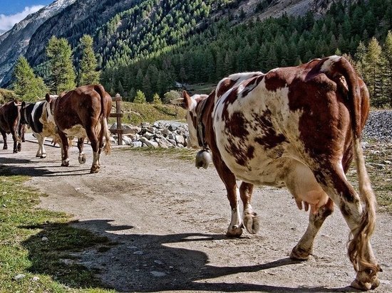 Британский журналист насмешил жителей Дагестана неумением доить коров