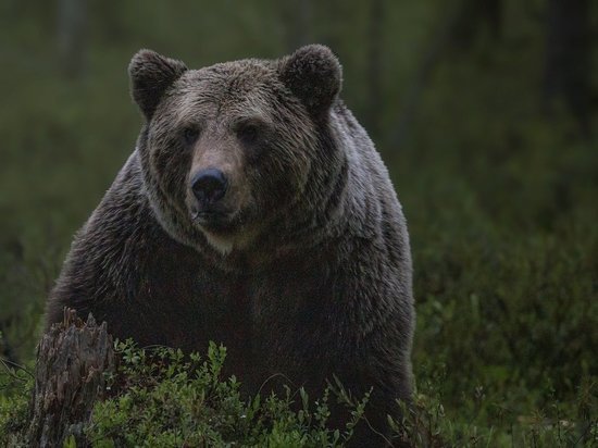 От чего нужно спасать медведицу?