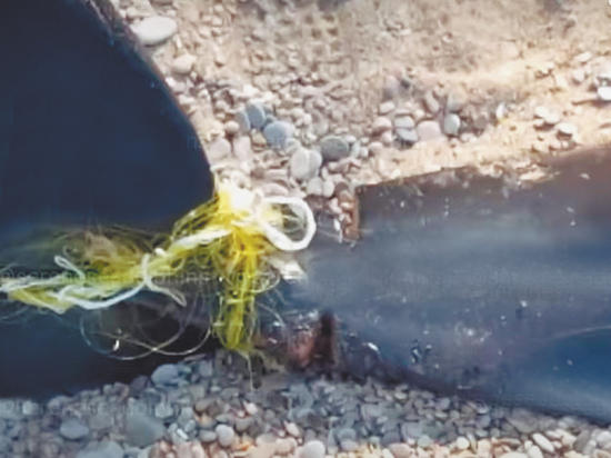 Рыбаки цепляли морским млекопитающим камни на хвост