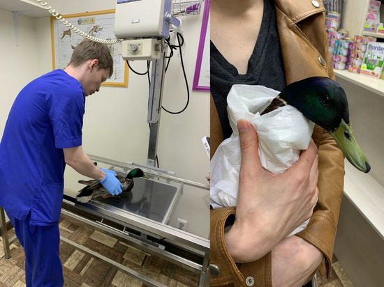 Жители  Петрозаводска отловили раненого селезня и отвезли к ветеринару