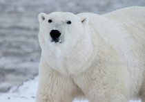 Минобороны России и Русское географическое общество (РГО) организовали доставку в Москву из Якутии белой медведицы, нуждающейся в срочной реабилитации