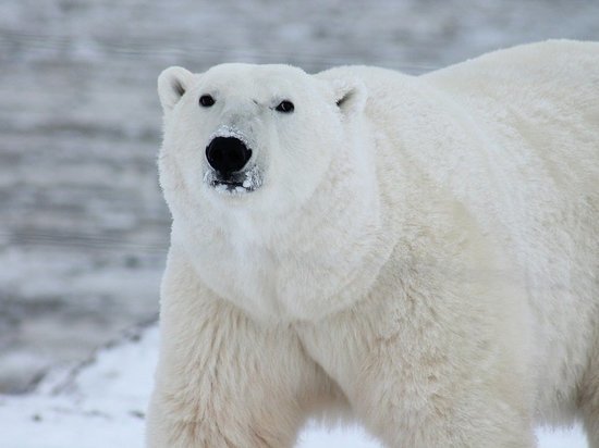 В Москву из Якутии военный самолет доставил на лечение белую медведицу