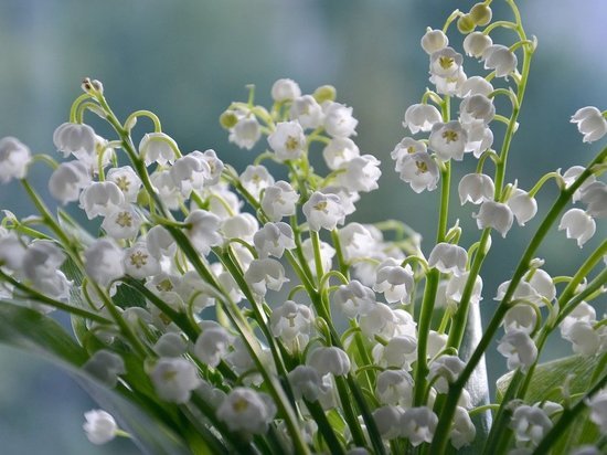 Жителей столичного региона предупредили о ядовитости ландышей