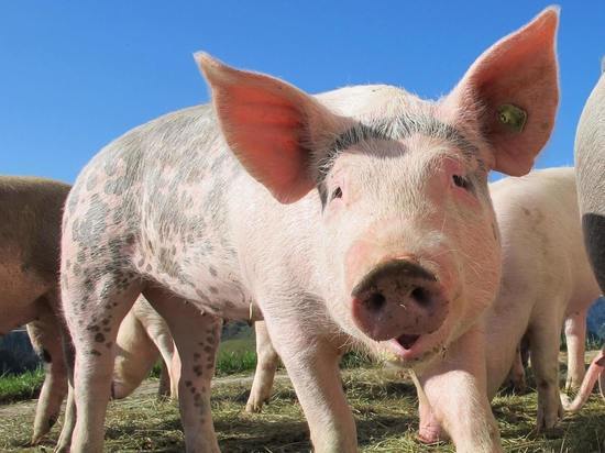 В Псковской области живёт 1,5 миллиона свиней