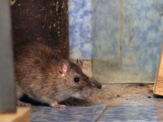 Жители Петербурга взывают о помощи: крысы захватили дворы и подвалы