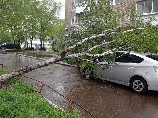 В Биробиджане сильный ветер свалили дерево прямо на машину