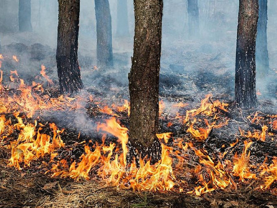 Жителям Серпухова напомнили о пожарной безопасности на природе