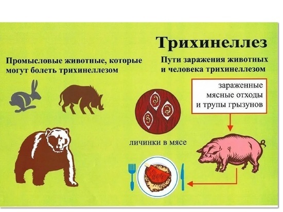 Костромские дачники и охотники, будьте внимательны