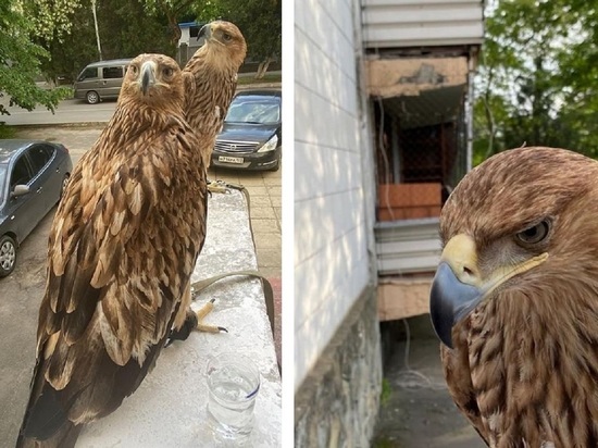 В Анапе полицейские изъяли у фотографов краснокнижных орлов