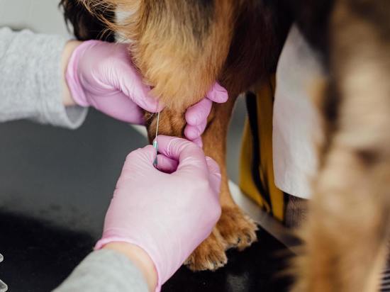 Россияне могут вакцинировать домашних животных от коронавируса