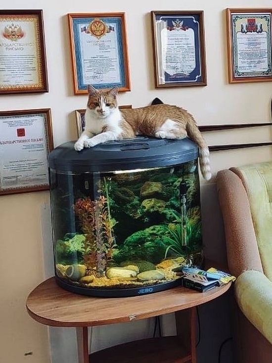 Сотрудник смоленского музея Василий номинирован на звание самого культурного кота