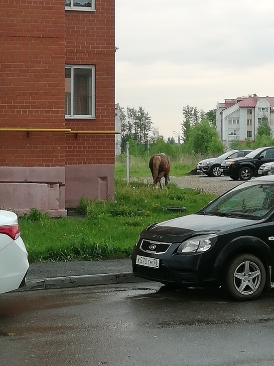 В Ярославле хозяева пасут коня в жилом квартале