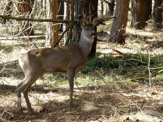 В Калужской области отмечен рост численности лосей, косулей и благородных оленей