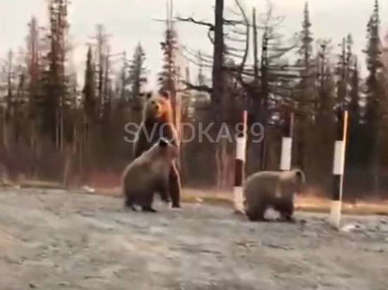 Семья медведей «поприветствовала» водителей на трассе Ямала