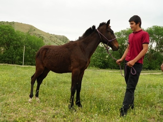 Путин подарил коня дагестанскому школьнику