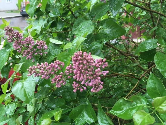 Погода в Смоленске не испортит горожанам пятницу 28 мая