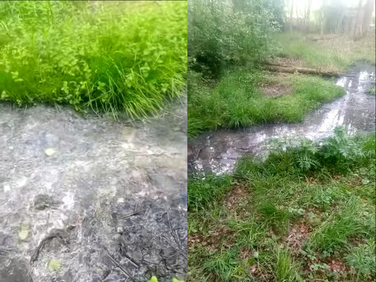  Житель поселка в Карелии пожаловался на зловонный ручей в лесу