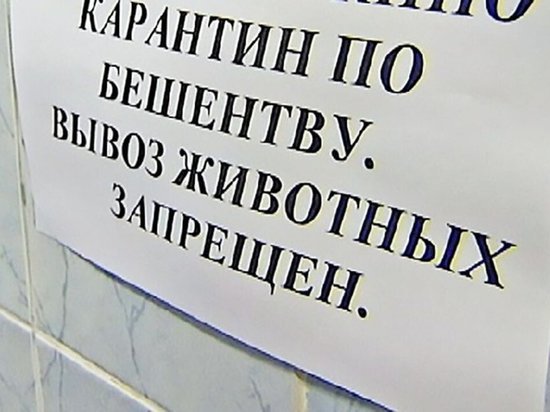 В одном из районов Ивановской области введен карантин по бешенству