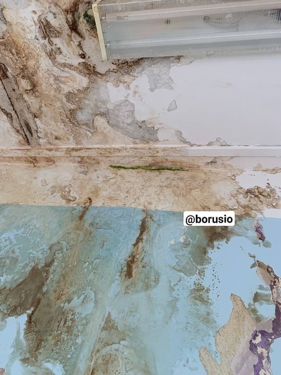 В детсаду 326 в Красноярске на потолке вырос мох