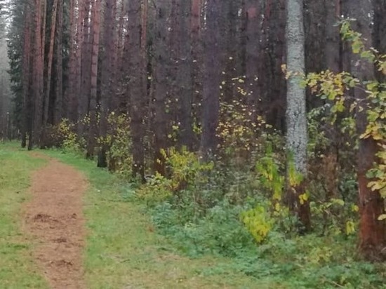 Страшное зрелище открылось сегодня утром людям, гуляющим по Реадовке в Смоленске