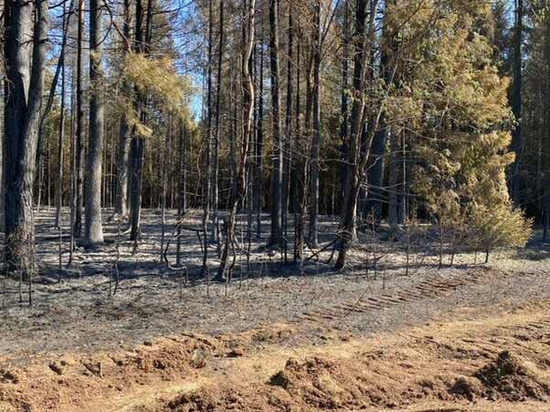 После пожара в нацпарке "Нечкинский" в Удмуртии возбуждено административное дело на администрацию района
