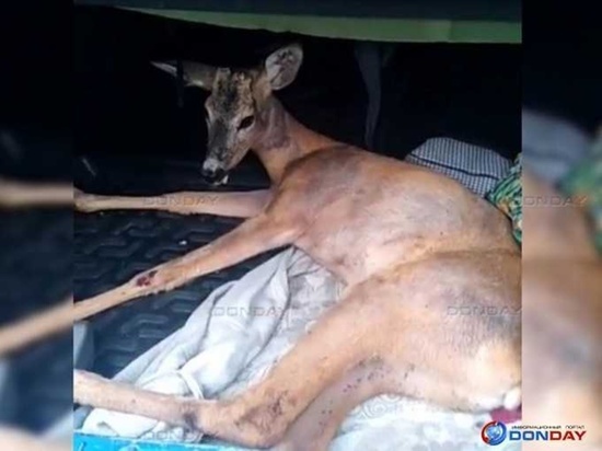 В Шахтах косуля попала под колеса авто