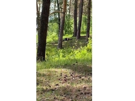 В парке Кирова отдыхающий заснял на видео пару, занявшуюся сексом на природе
