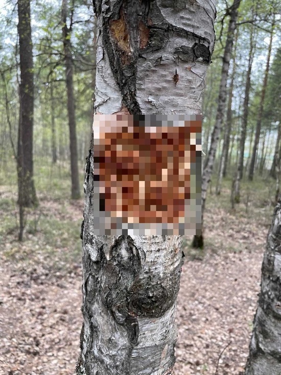Неизвестные вырезают нацистскую символику на стволах деревьев в парке Ноябрьска