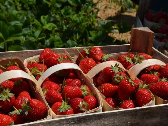 Первые тонны урожая клубники собрали на Ставрополье