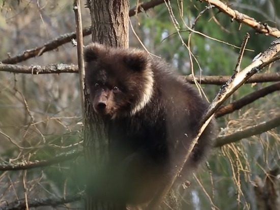 В центре спасения медвежат в Тверской области рассказали, куда делась Пужа