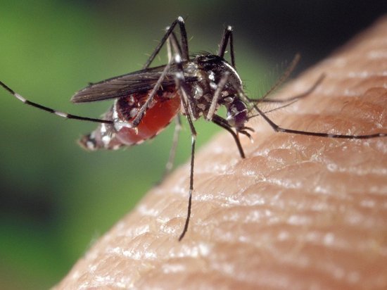 Санитарные врачи: комары не переносят коронавирус