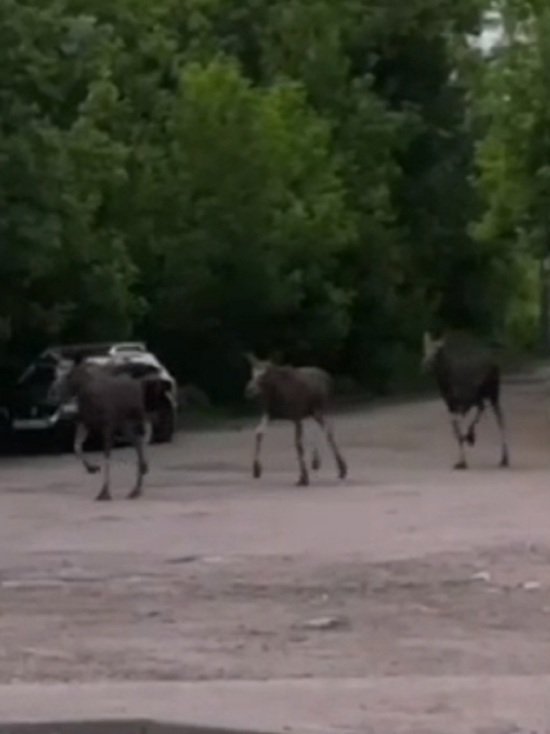 В Ярославле по улицам бегают три молодых лося
