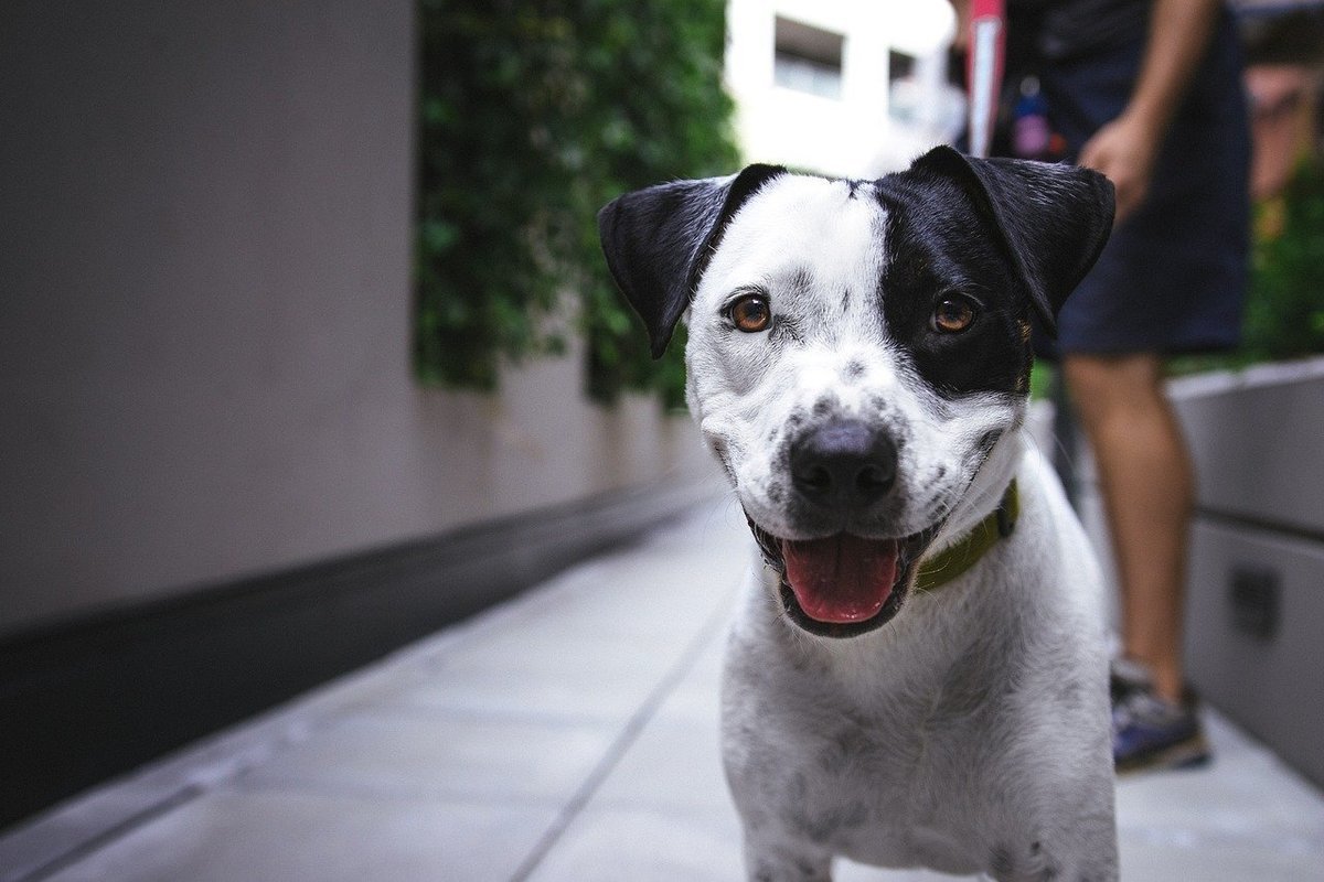 Como enseñar a un perro a hacer sus necesidades