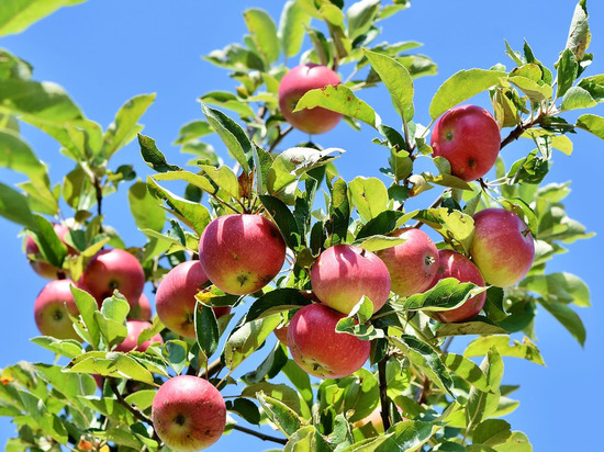 Аграрии ЛНР планируют высадить 50 гектаров фруктовых садов