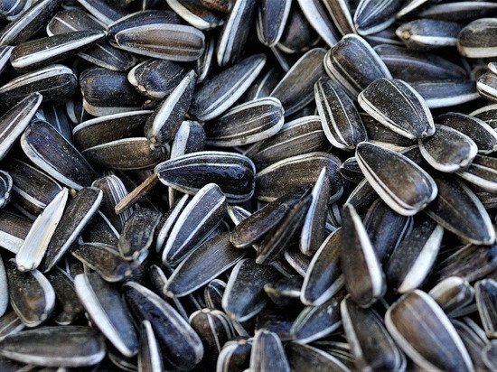 В ДНР будут перерабатывать подсолнечник из ЛНР