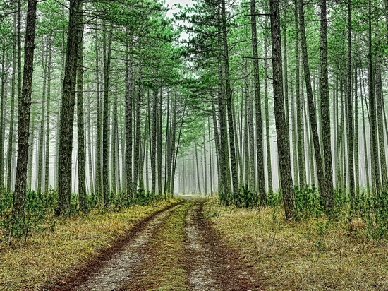 Марий Эл названа лидером по эффективному использованию леса
