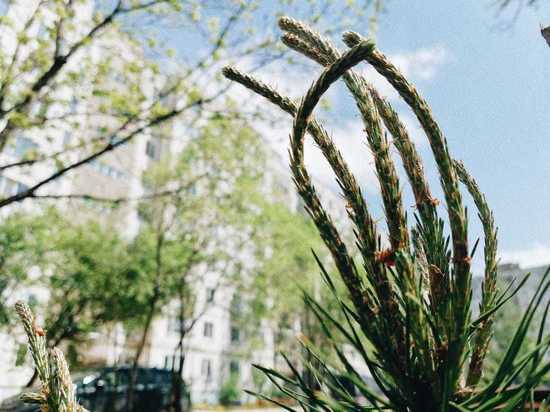 В Хабаровском крае 31 мая прогнозируют заморозки на почве