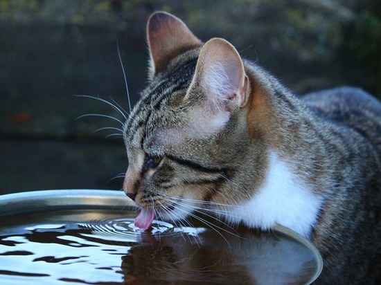 Как заставить кошку пить больше воды