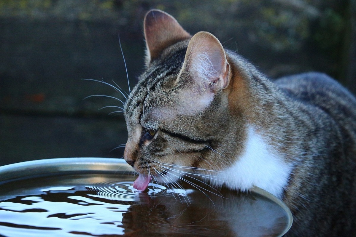 как заставить кошку пить воду