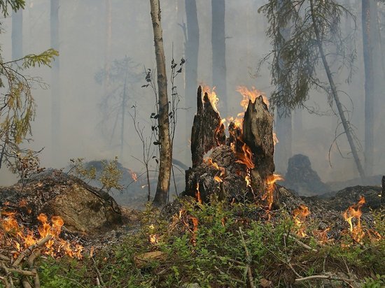 Более 30 человек тушат 20 га лесного пожара возле поселка Могзона