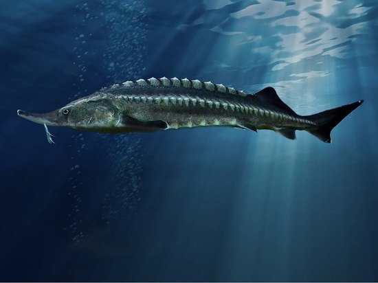 Live Science назвало самую большую пресноводную рыбу