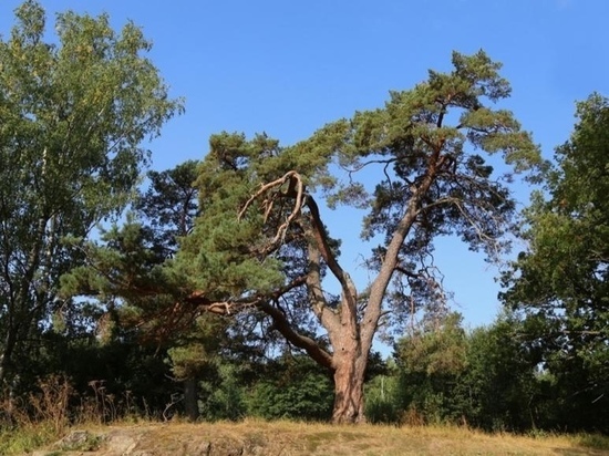  360-летняя сосна из Карелии может стать деревом года