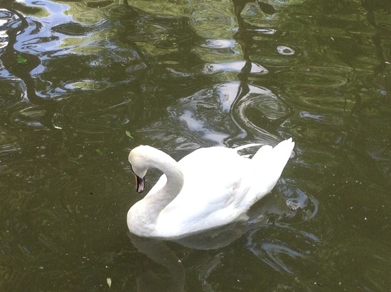 На 7 территориях Смоленской области патрули вышли в рейды на водоемы 31 мая