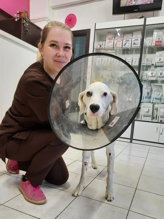 Далматинец, выживший после падения из многоэтажки в Ярославле, выписан домой