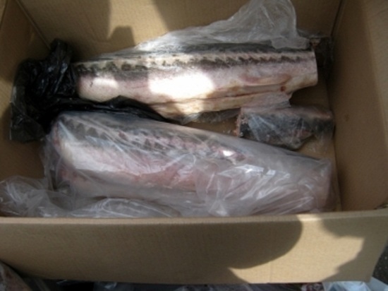 У жителя калмыцкого района изъяли незаконно добытую рыбу